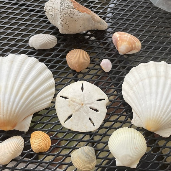 Source Unknown Other - Assorted Seashell Collection Florida EastCoast Assorted Shells. 12 in all.